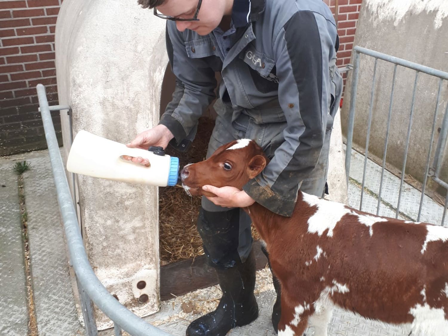 Leerling kust de neus van een paard