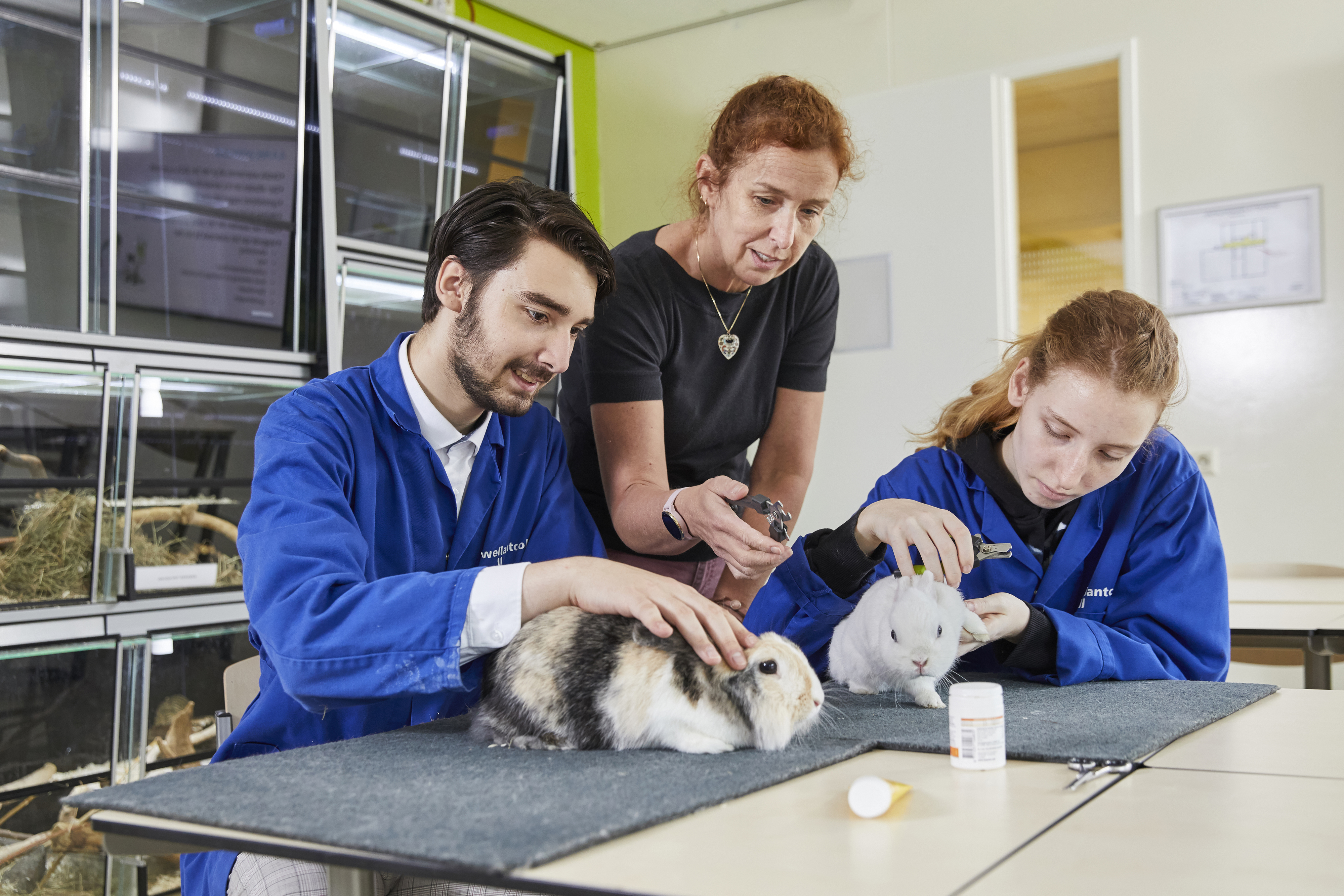 Docent geeft uitleg met konijnen