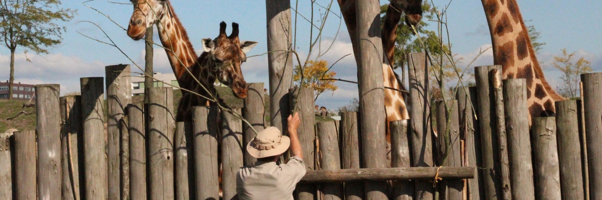 drie giraffes in achter een hek