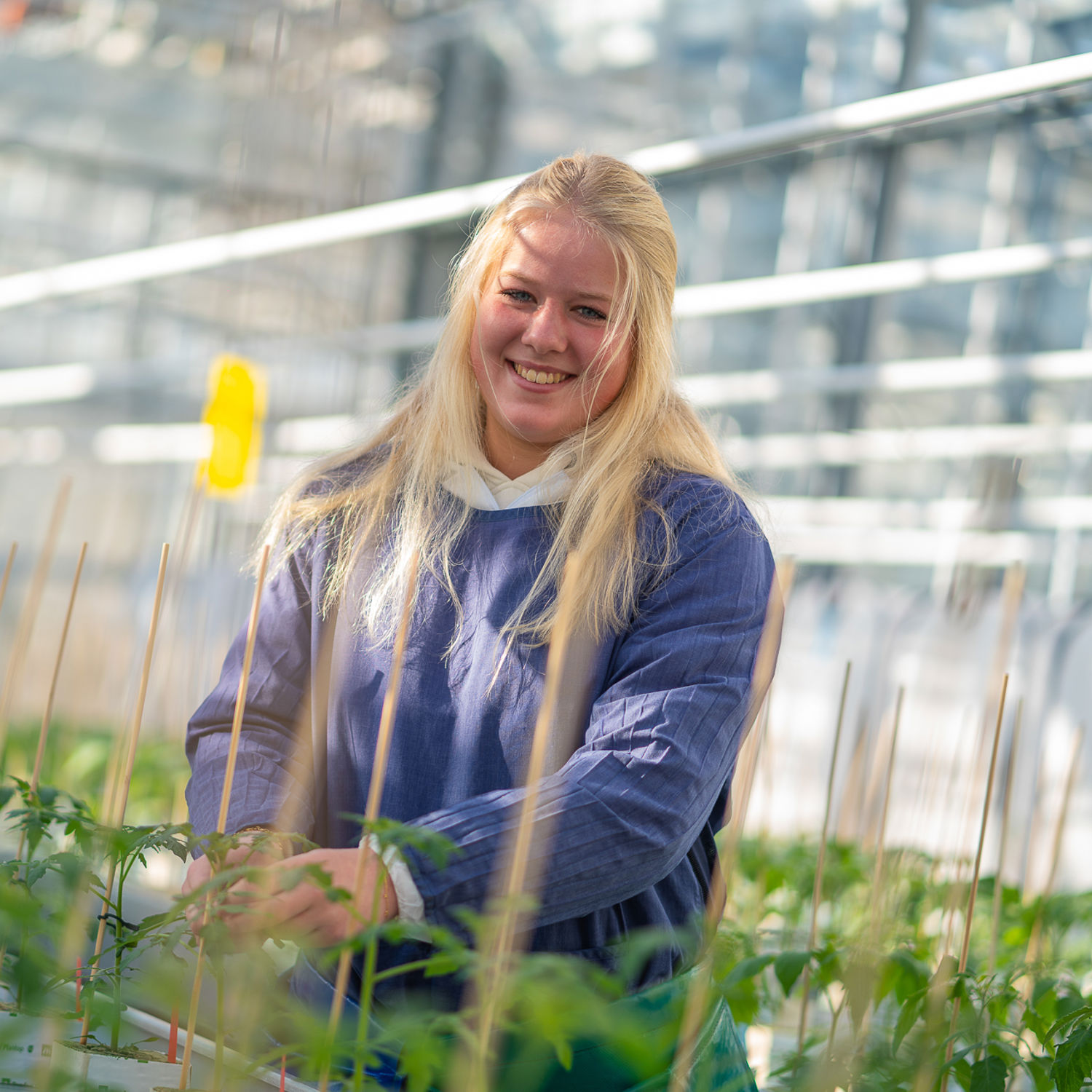 Drie dierenartsen met een hond