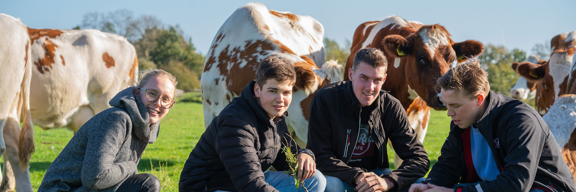 Vier studenten in een veld met koeien