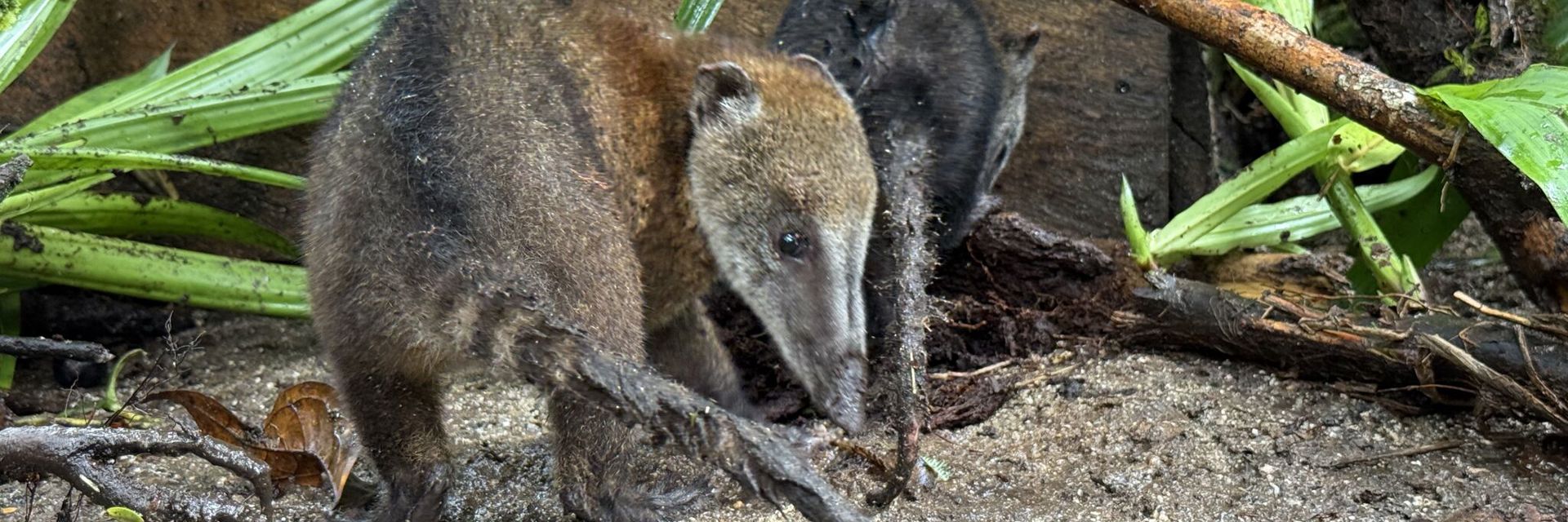De dieren waar Luc voor zorgt tijdens zijn stage in Ecuador