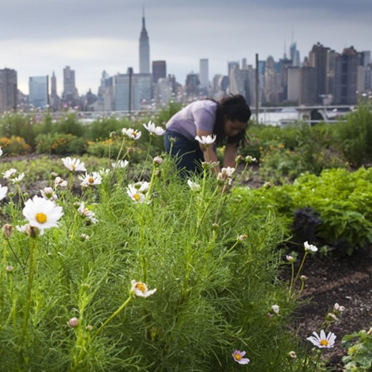 drie giraffes in achter een hek