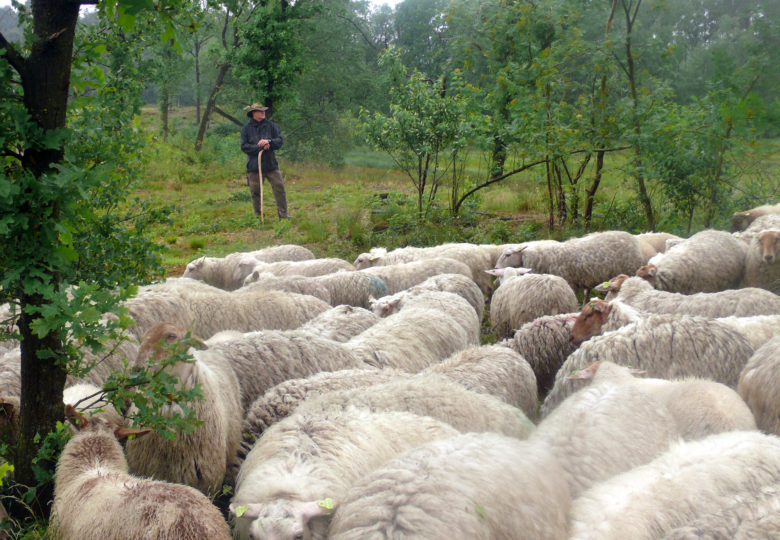 Een schapenherder kijkt naar zijn kudde