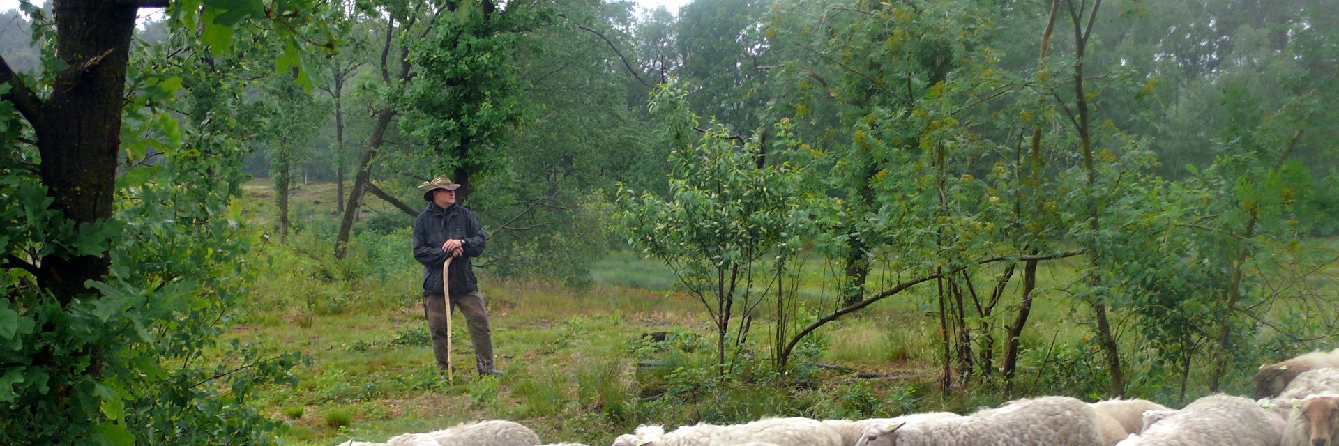 Een schapenherder kijkt naar zijn kudde