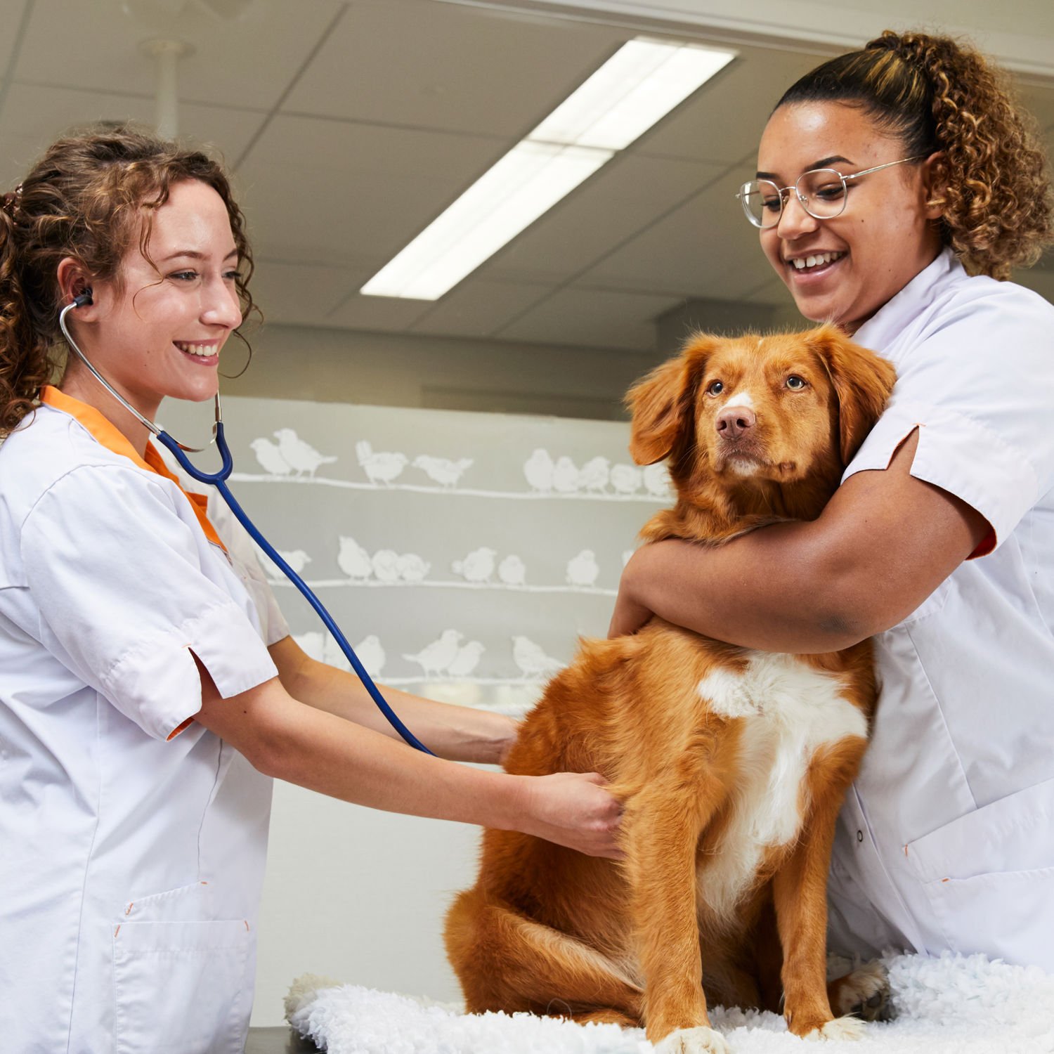 Drie dierenartsen met een hond