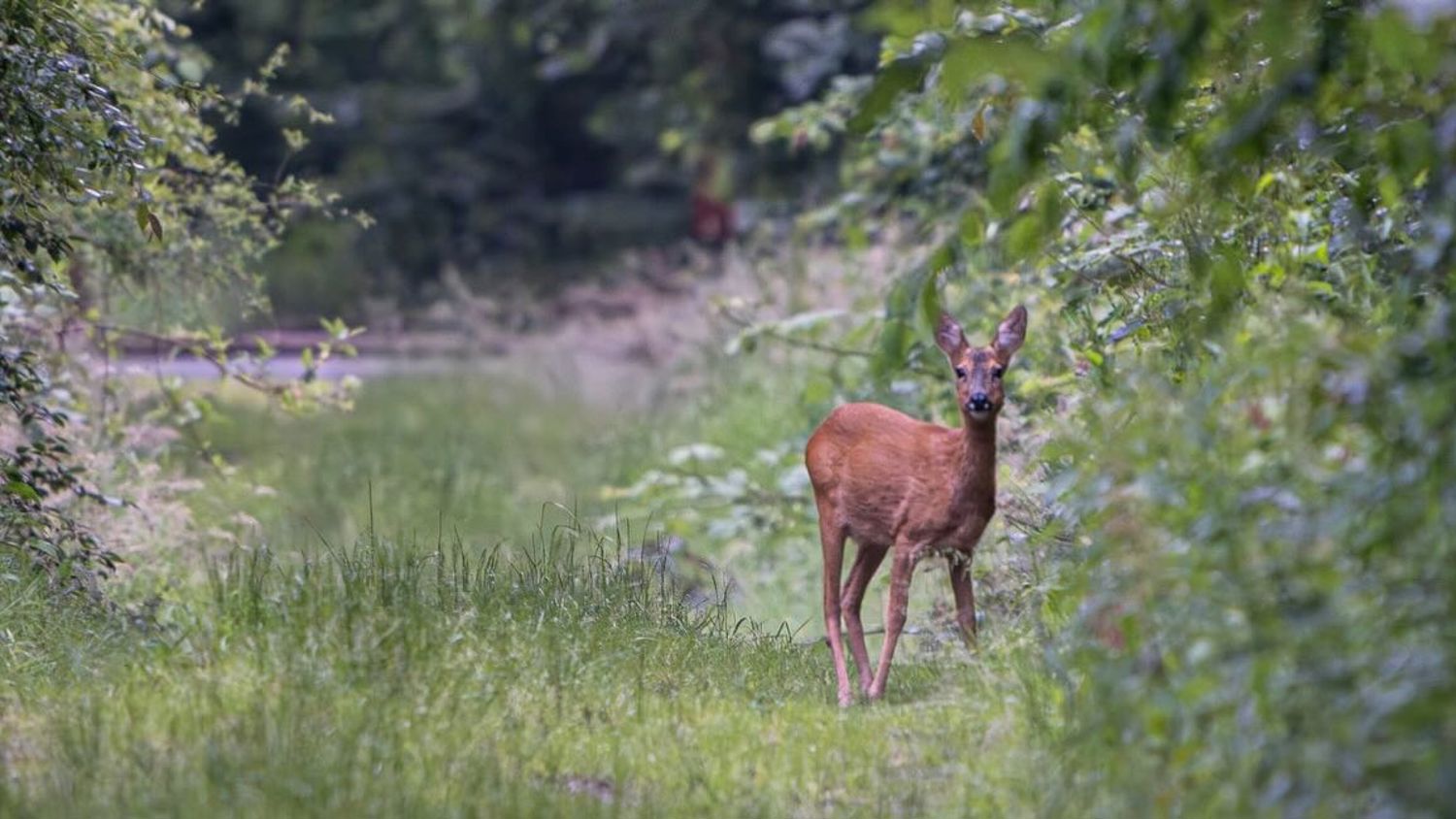 Een student met planten in de hand