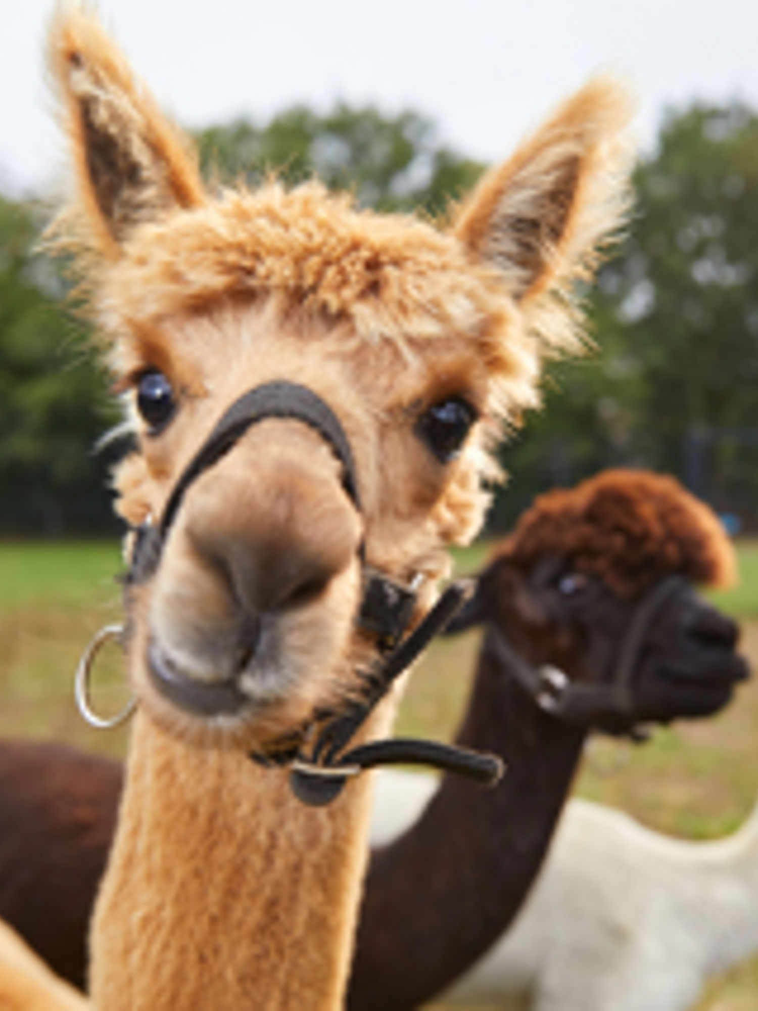 Een student met planten in de hand
