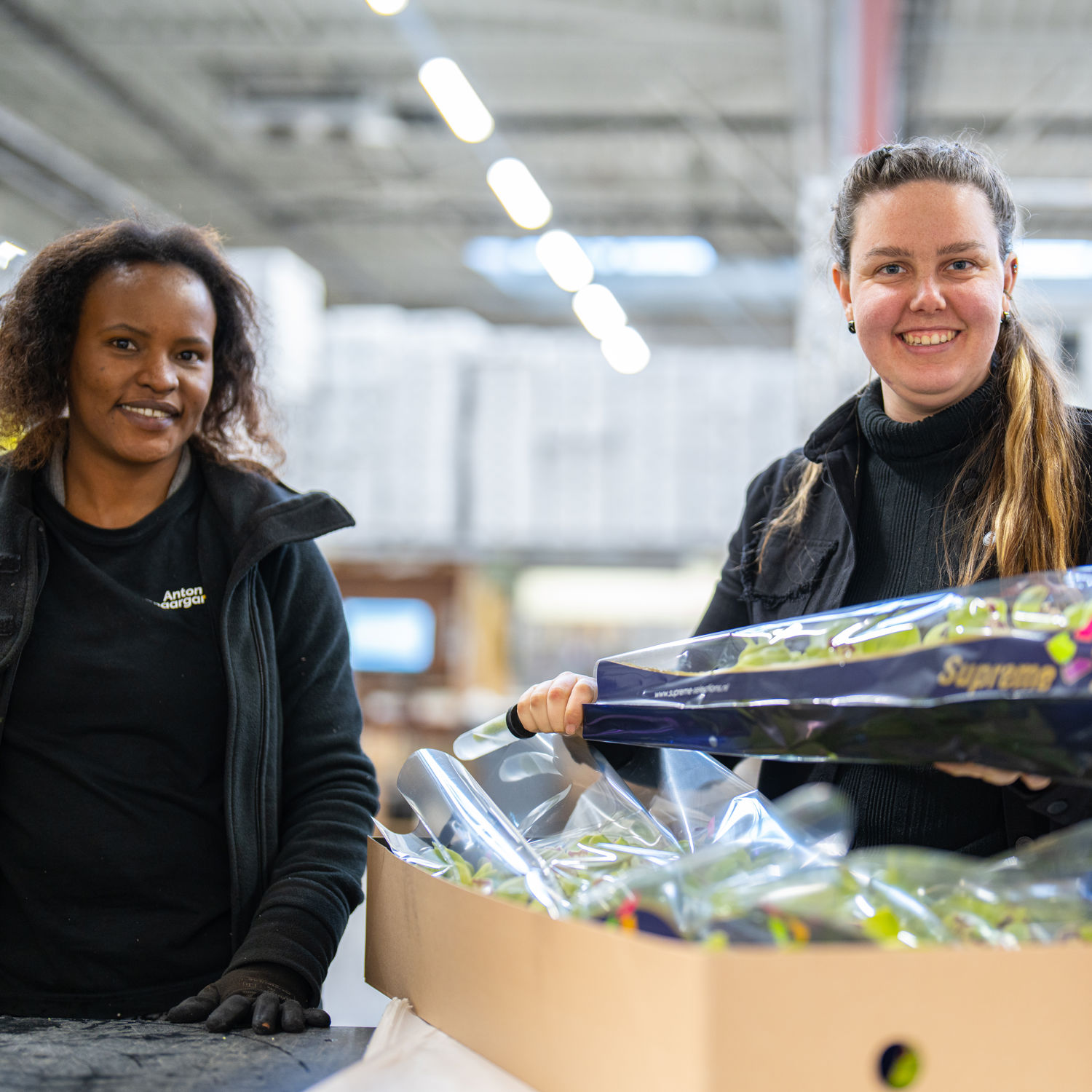 drie giraffes in achter een hek